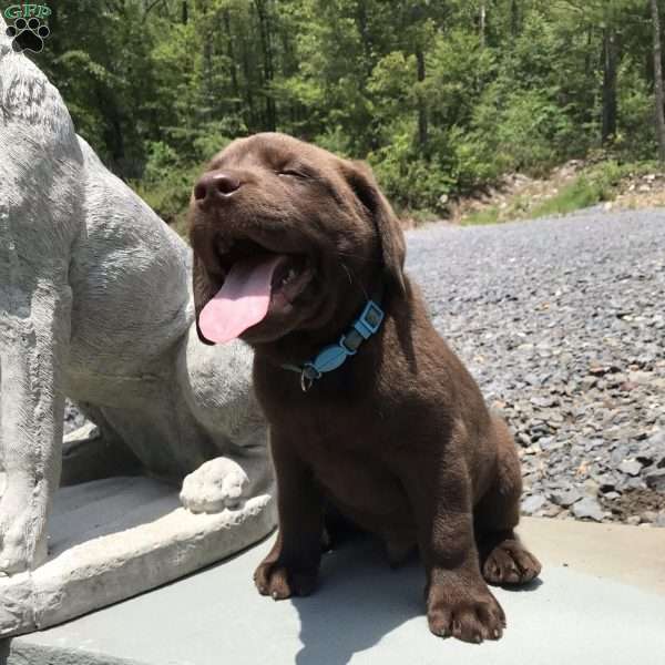 Little Blue, Chocolate Labrador Retriever Puppy